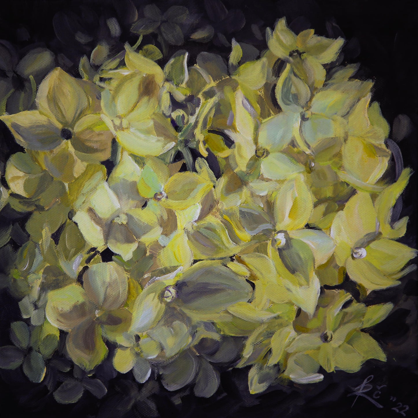 "Hydrangea blooming"