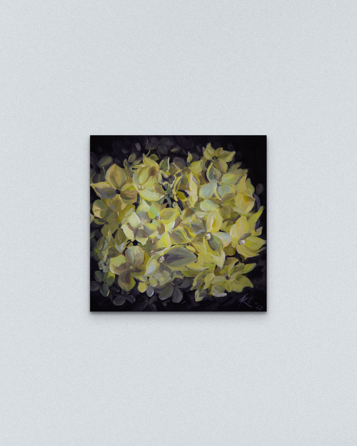 "Hydrangea blooming"