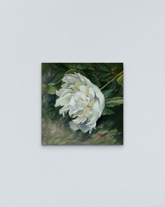 ,,Baltas bijūnas''/  ,,White peony''.